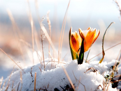 A small orange flower grows amid snow